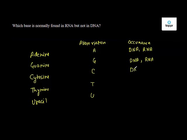 which-base-is-normally-found-in-rna-but-not-in-dna