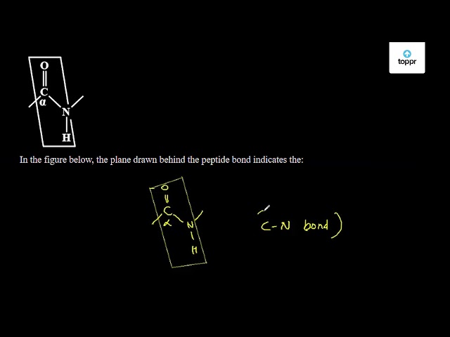 In the figure below, the plane drawn behind the peptide bond indicates the: