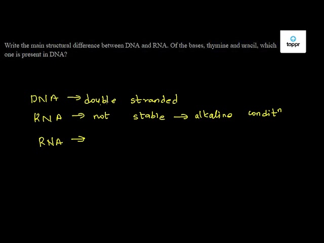 write-the-main-structural-difference-between-dna-and-rna-of-the-bases