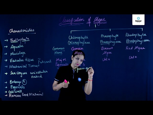 Classification of Algae in English | Biology Video Lectures